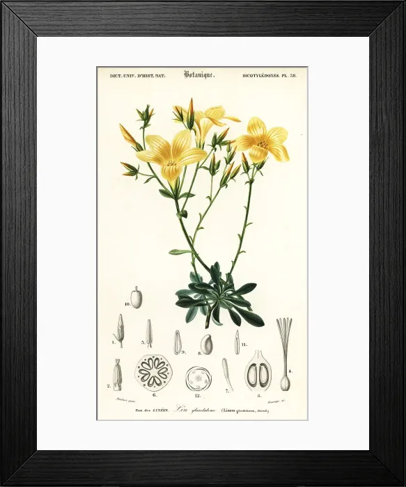 Framed Print : Flax, Linum campanulatum Framed Print : Flax, Linum campanulatum