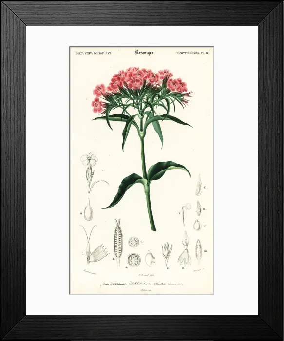 Framed Print : Sweet William, Dianthus barbatus Framed Print : Sweet William, Dianthus barbatus