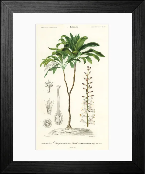 Framed Print : Palm lily, Cordyline fruticosa Framed Print : Palm lily, Cordyline fruticosa