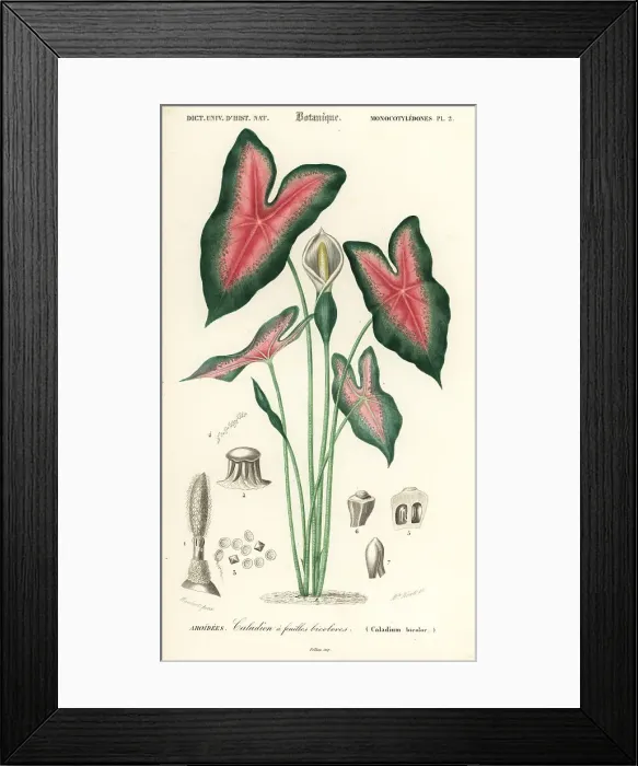 Framed Print : Heart of Jesus, Caladium bicolor Framed Print : Heart of Jesus, Caladium bicolor