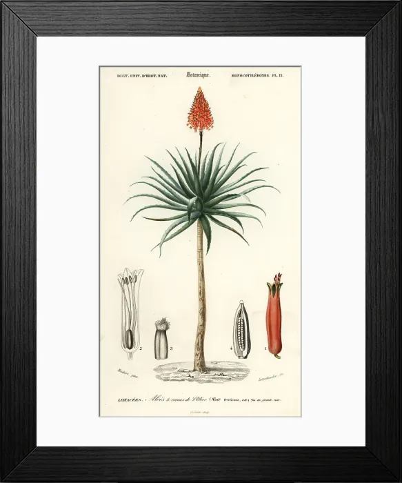 Framed Print : Krantz aloe, Aloe arborescens Framed Print : Krantz aloe, Aloe arborescens