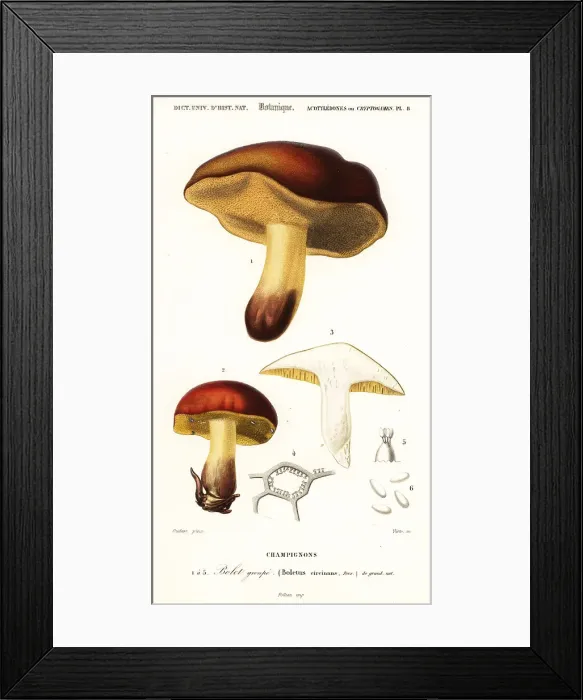 Framed Print : Bolet mushroom, Boletus circinans Framed Print : Bolet mushroom, Boletus circinans