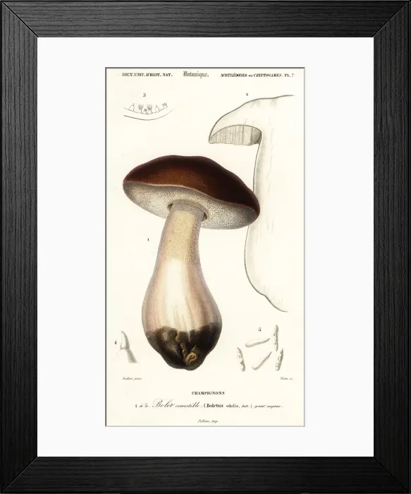 Framed Print : Cep, penny bun, porcino or porcini mushroom, Boletus edulis Framed Print : Cep, penny bun, porcino or porcini mushroom, Boletus edulis