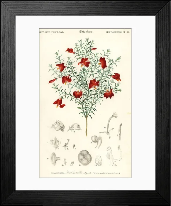 Framed Print : Red leschenaultia, Leschenaultia formosa Framed Print : Red leschenaultia, Leschenaultia formosa