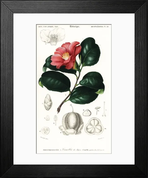 Framed Print : Japanese camellia, Camellia japonica Framed Print : Japanese camellia, Camellia japonica