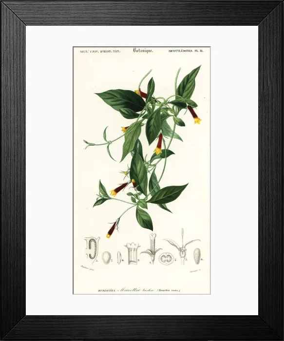 Framed Print : Manettia luteorubra Framed Print : Manettia luteorubra