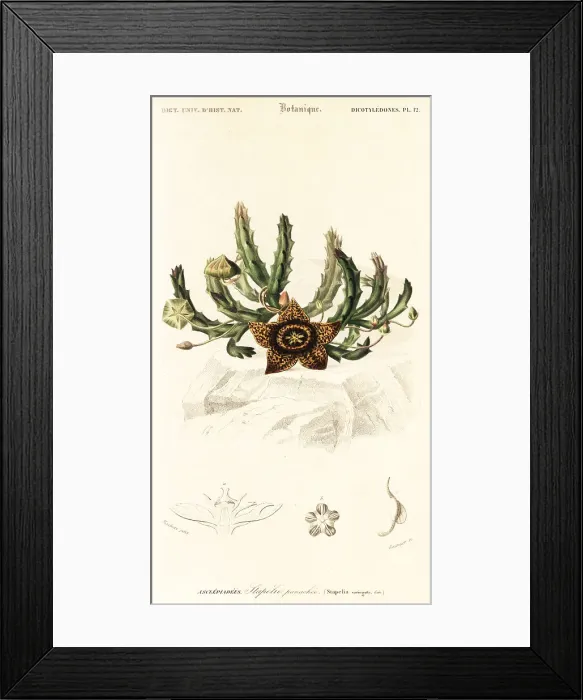 Framed Print : Star flower, Orbea variegata Framed Print : Star flower, Orbea variegata