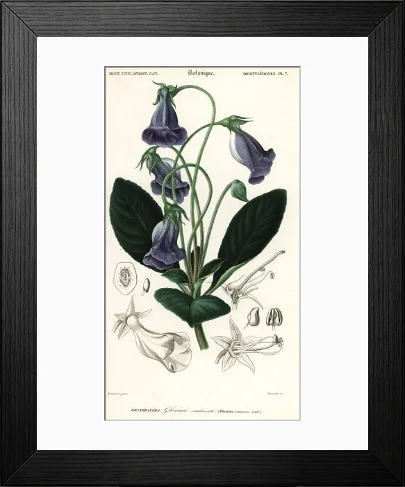 Framed Print : Brazilian gloxinia, Sinningia speciosa Framed Print : Brazilian gloxinia, Sinningia speciosa
