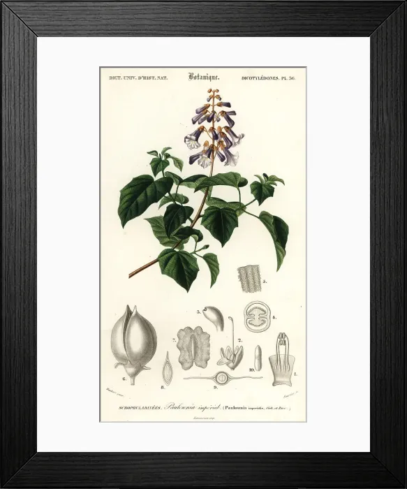 Framed Print : Princess tree, empress tree or foxglove-tree, Paulownia tomentos Framed Print : Princess tree, empress tree or foxglove-tree, Paulownia tomentos