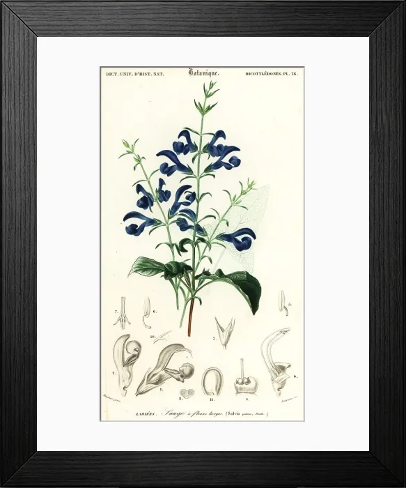 Framed Print : Gentian sage or spreading sage, Salvia patens Framed Print : Gentian sage or spreading sage, Salvia patens