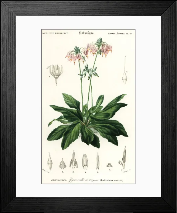 Framed Print : Shooting star or eastern shooting star, Dodecatheon meadia Framed Print : Shooting star or eastern shooting star, Dodecatheon meadia