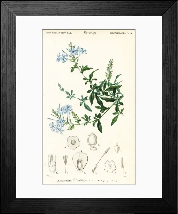 Framed Print : Cape leadwort, Plumbago auriculata Framed Print : Cape leadwort, Plumbago auriculata