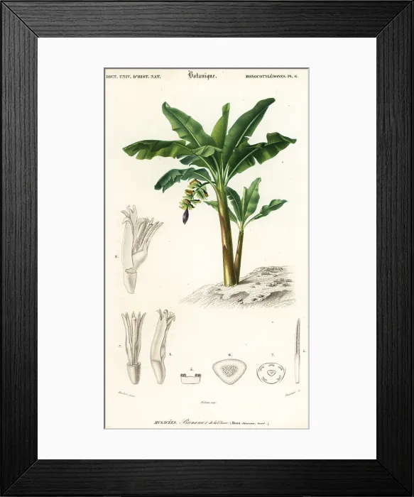 Framed Print : Banana, Musa acuminata