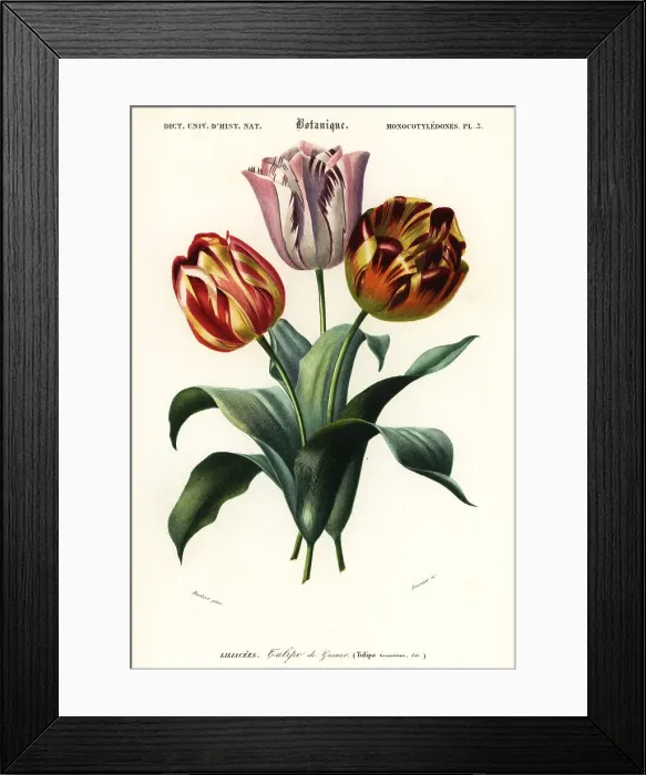 Framed Print : Garden tulip, Tulipa gesneriana Framed Print : Garden tulip, Tulipa gesneriana