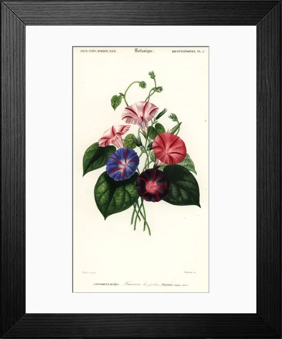 Framed Print : Varieties of morning glory, Pharbitis hispida Framed Print : Varieties of morning glory, Pharbitis hispida
