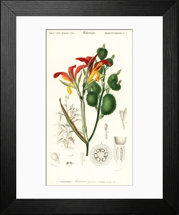 Framed Print : Indian shot, Canna indica Framed Print : Indian shot, Canna indica