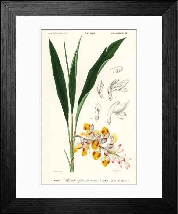 Framed Print : Shellflower, Alpinia nutans Framed Print : Shellflower, Alpinia nutans