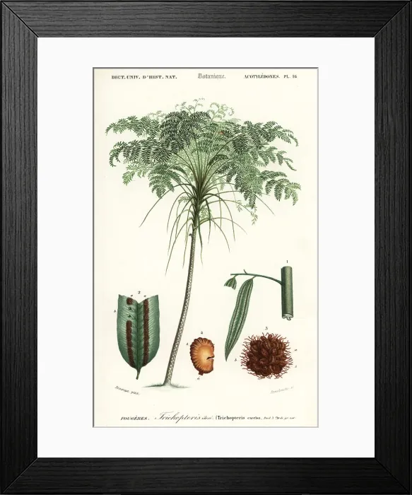 Framed Print : Treefern, Cyathea species Framed Print : Treefern, Cyathea species