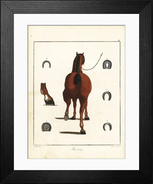 Framed Print : Horse-Shoeing, 18th century