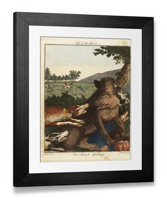 Framed Print : Hunters and hounds hunt a wild boar in England, 18th century Framed Print : Hunters and hounds hunt a wild boar in England, 18th century