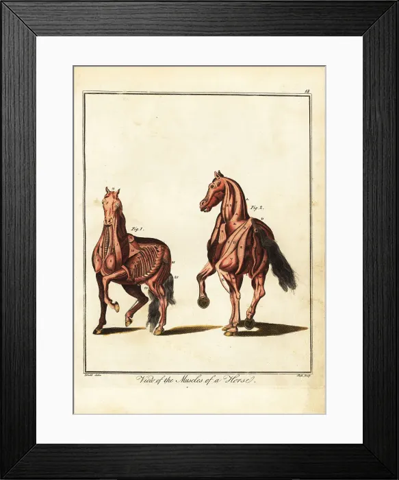 Framed Print : Musculature of a horse Framed Print : Musculature of a horse