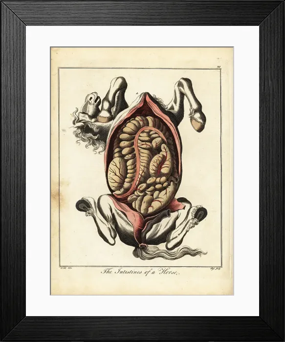 Framed Print : The intestines of a horse Framed Print : The intestines of a horse