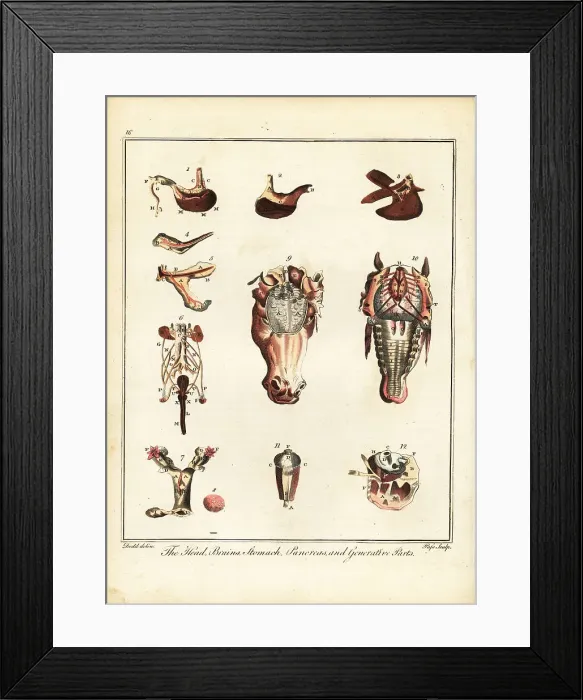 Framed Print : Anatomy of a horse