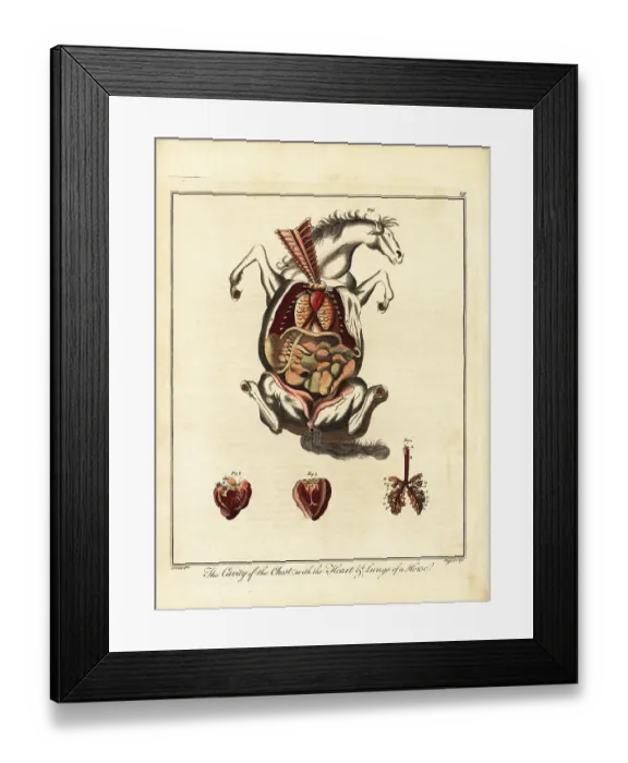 Framed Print : Anatomy of a horse