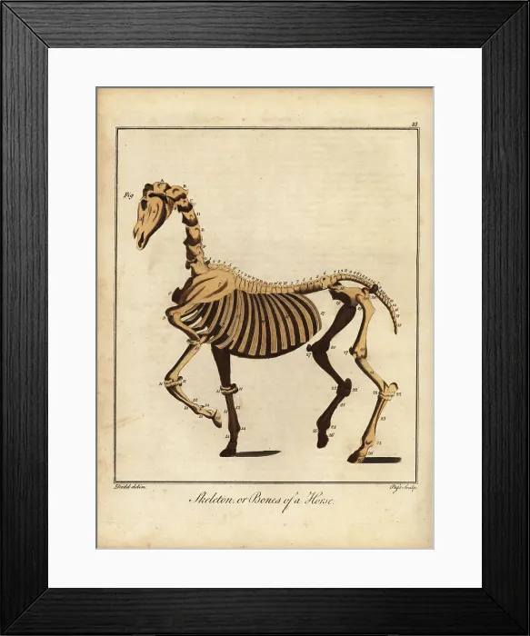 Framed Print : Skeleton or bones of a horse Framed Print : Skeleton or bones of a horse