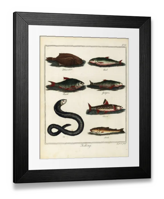 Framed Print : Fishing: flounder, chub, roach, gudgeon, charr, eel, loach Framed Print : Fishing: flounder, chub, roach, gudgeon, charr, eel, loach