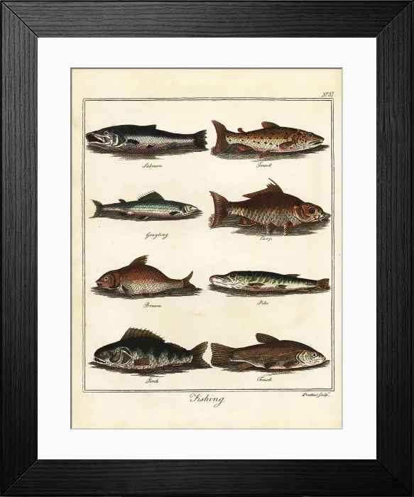 Framed Print : Fishing: salmon, trout, grayling, carp, bream, pike, perch, tenc Framed Print : Fishing: salmon, trout, grayling, carp, bream, pike, perch, tenc
