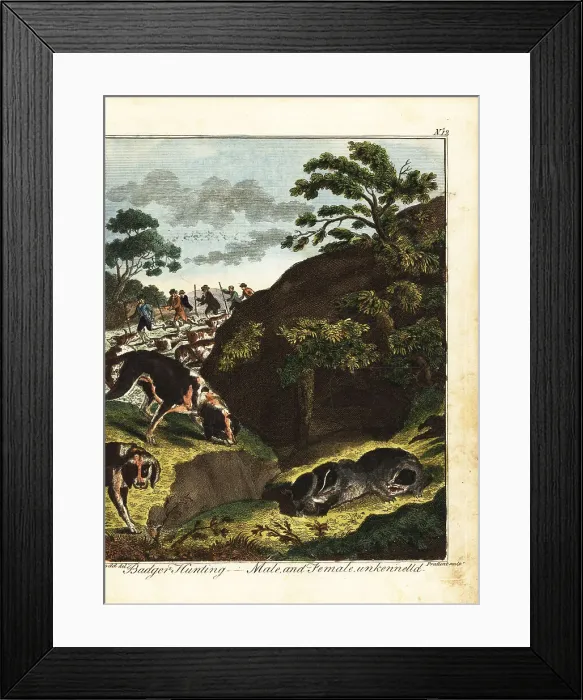 Framed Print : Armed men hunting badgers, England, 18th century Framed Print : Armed men hunting badgers, England, 18th century