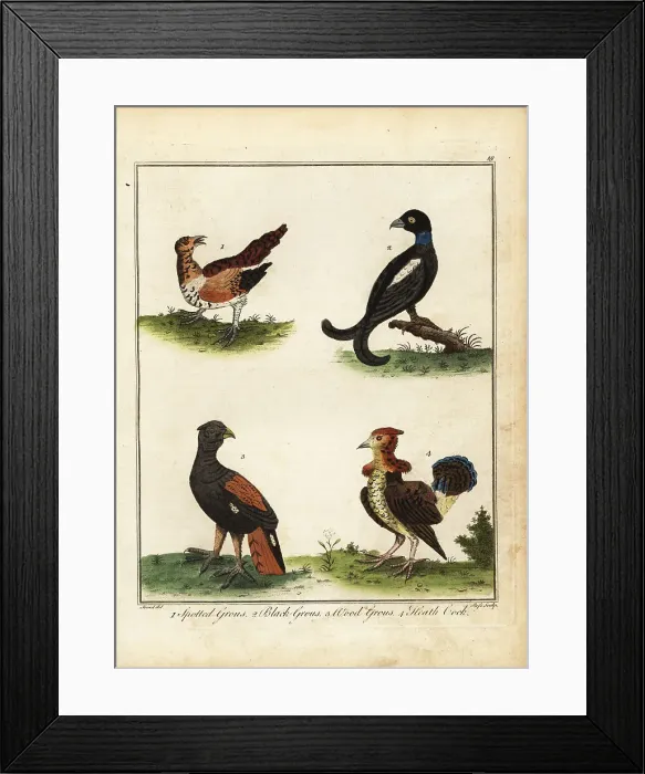 Framed Print : Game birds: spotted grouse, black grouse, wood grouse, heath coc Framed Print : Game birds: spotted grouse, black grouse, wood grouse, heath coc