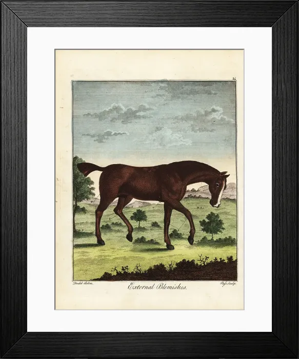 Framed Print : External blemishes on a horse, 18th century Framed Print : External blemishes on a horse, 18th century