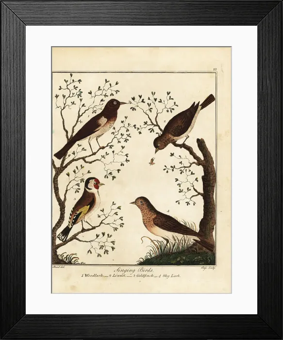 Framed Print : Songbirds: woodlark, linnet, goldfinch, sky lark Framed Print : Songbirds: woodlark, linnet, goldfinch, sky lark