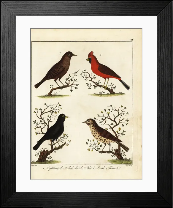 Framed Print : Songbirds: nightingale, red bird, black bird and thrush Framed Print : Songbirds: nightingale, red bird, black bird and thrush