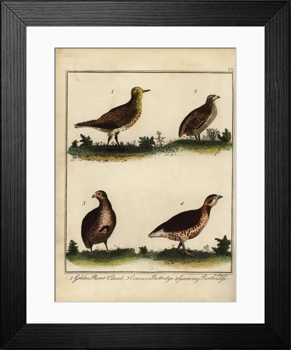 Framed Print : Golden plover, quail, partridge and Guernsey partridge Framed Print : Golden plover, quail, partridge and Guernsey partridge