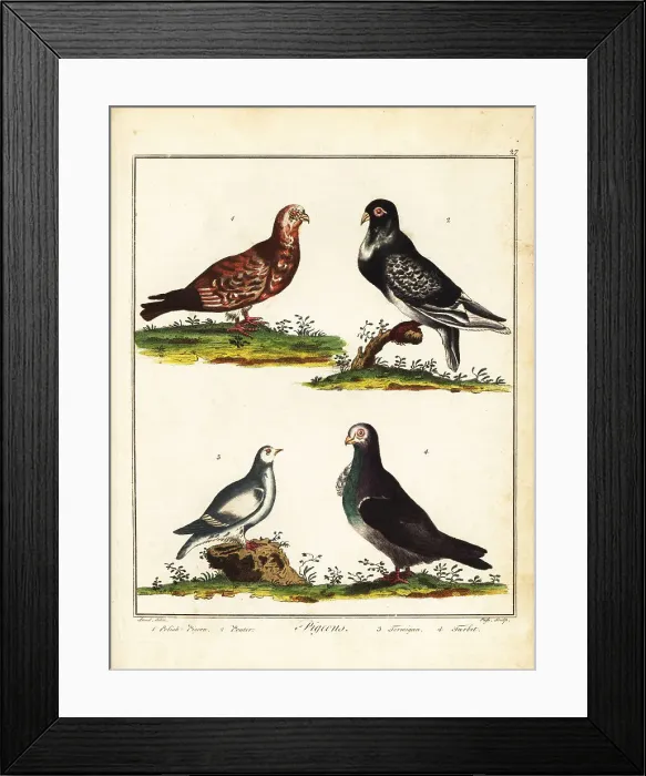 Framed Print : Pigeons: Polish pigeon, pouter, ptarmigan and turbit Framed Print : Pigeons: Polish pigeon, pouter, ptarmigan and turbit