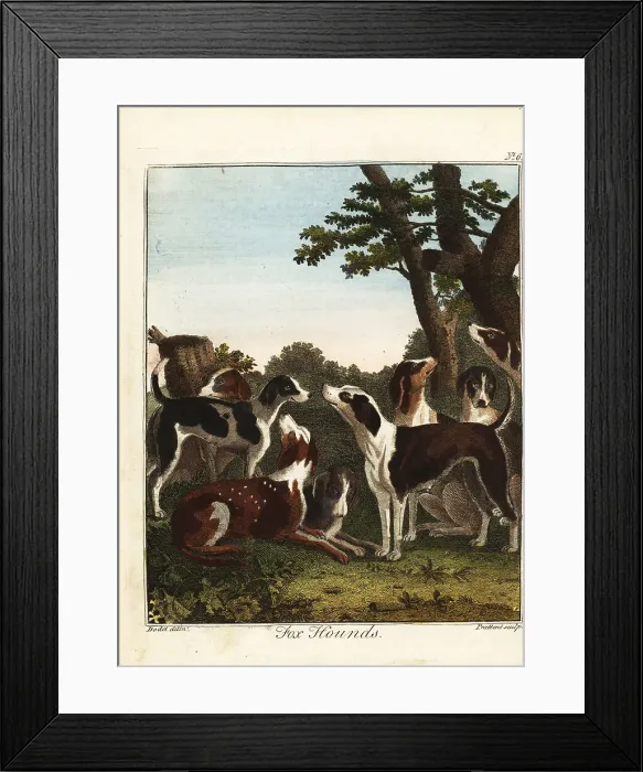 Framed Print : A pack of fox hounds before a hunt, 18th century Framed Print : A pack of fox hounds before a hunt, 18th century