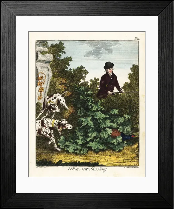 Framed Print : Pheasant shooting, 18th century Framed Print : Pheasant shooting, 18th century