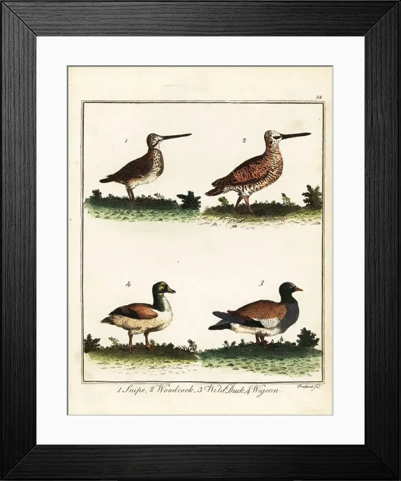 Framed Print : Game birds: snipe, woodcock, wild duck and wigeon Framed Print : Game birds: snipe, woodcock, wild duck and wigeon