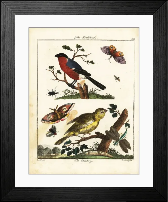 Framed Print : Bullfinch, canary, butterfly, moth, etc Framed Print : Bullfinch, canary, butterfly, moth, etc