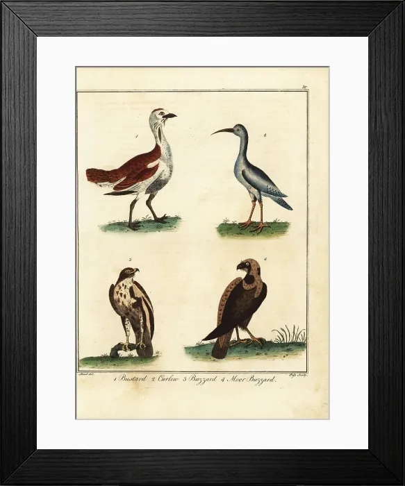 Framed Print : Bustard, curlew, buzzard and moor buzzard