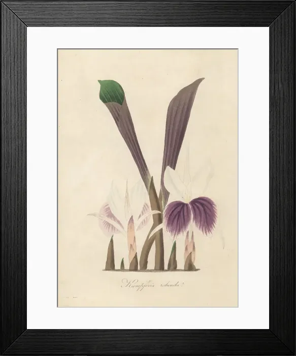 Framed Print : Indian crocus, Kaempferia rotunda Framed Print : Indian crocus, Kaempferia rotunda