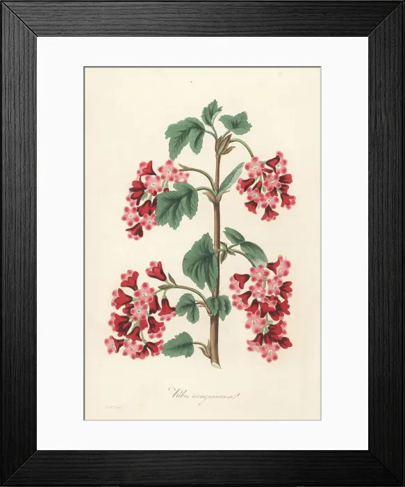 Framed Print : Red flowering currant, Ribes sanguineum Framed Print : Red flowering currant, Ribes sanguineum