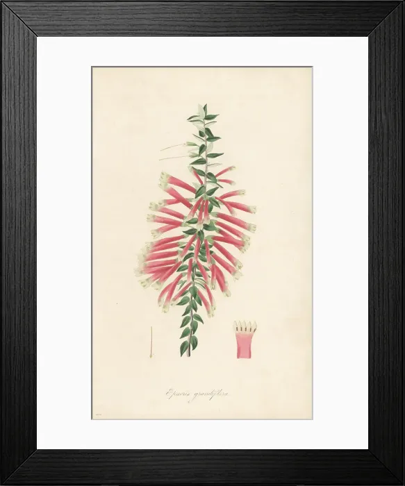 Framed Print : Fuchsia heath or cigarette flower, Epacris longiflora Framed Print : Fuchsia heath or cigarette flower, Epacris longiflora