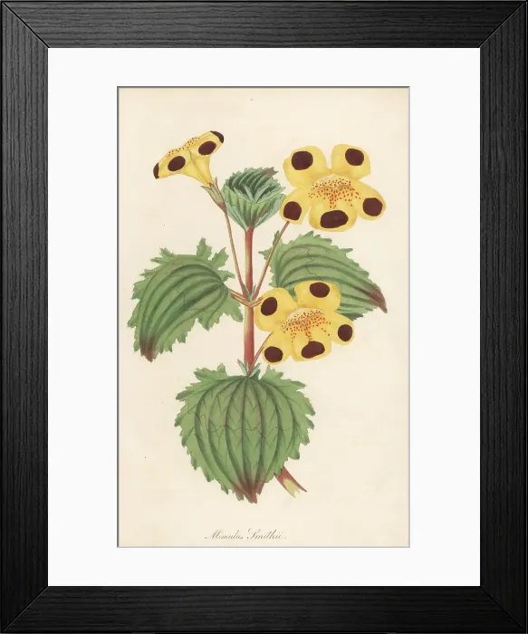 Framed Print : Mr. Smith's monkey flower, Erythranthe -- smithii Framed Print : Mr. Smith's monkey flower, Erythranthe -- smithii