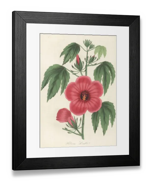 Framed Print : Mr. Lindley's hibiscus, Hibiscus lindlei Framed Print : Mr. Lindley's hibiscus, Hibiscus lindlei
