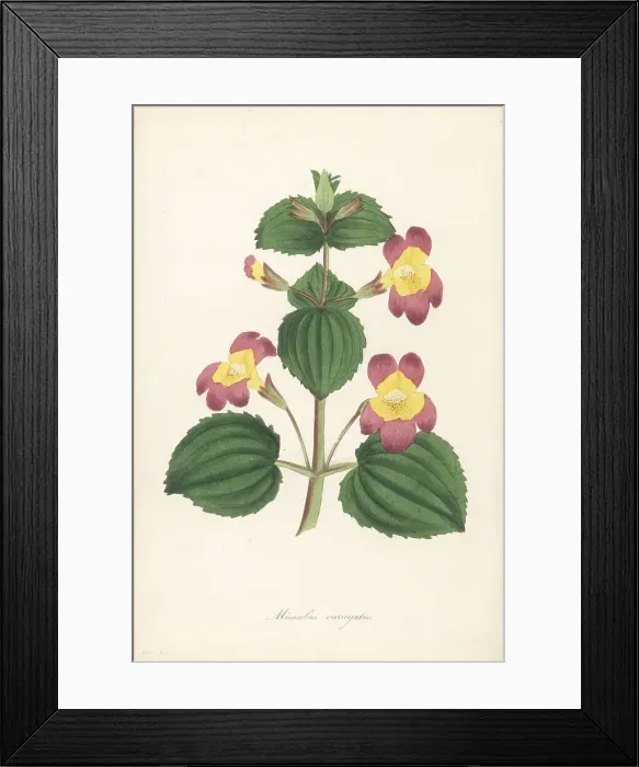 Framed Print : Variegated monkey flower, Erythranthe luteus var. variegatus Framed Print : Variegated monkey flower, Erythranthe luteus var. variegatus