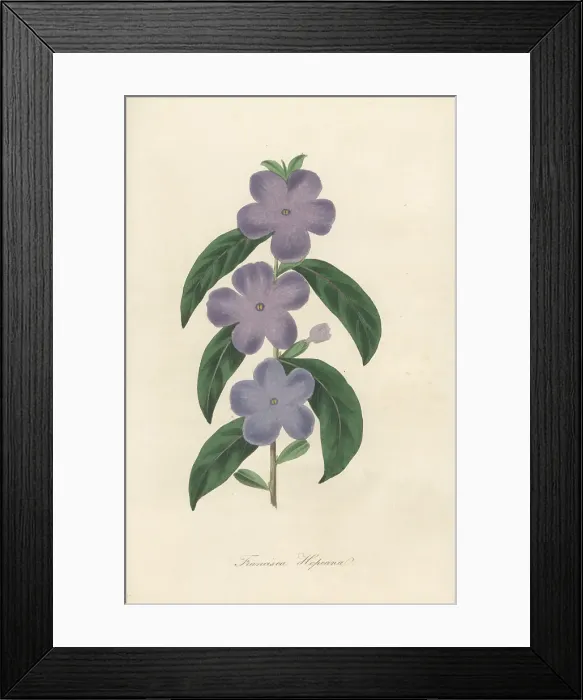 Framed Print : Manac, Brunfelsia uniflora Framed Print : Manac, Brunfelsia uniflora